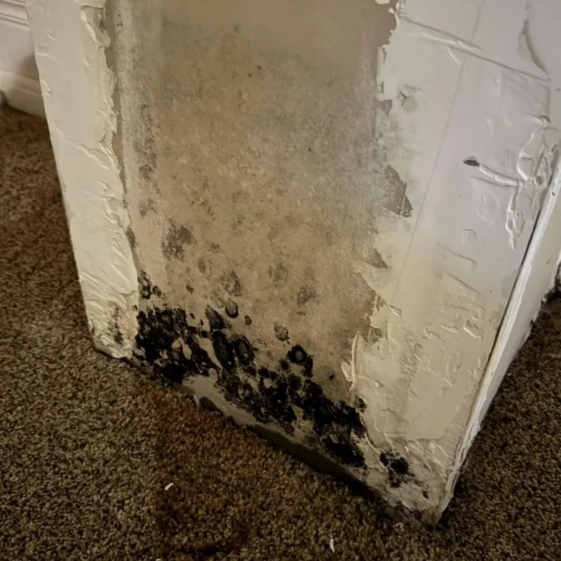 Professional Mold Removal in Addison County, VT